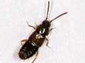 Atheta orbata